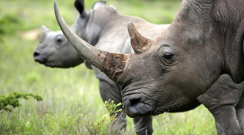South African female rhinoceros with her calf in the background