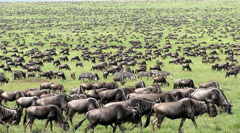 Great migration of wildebeests and zebras in Tanzania