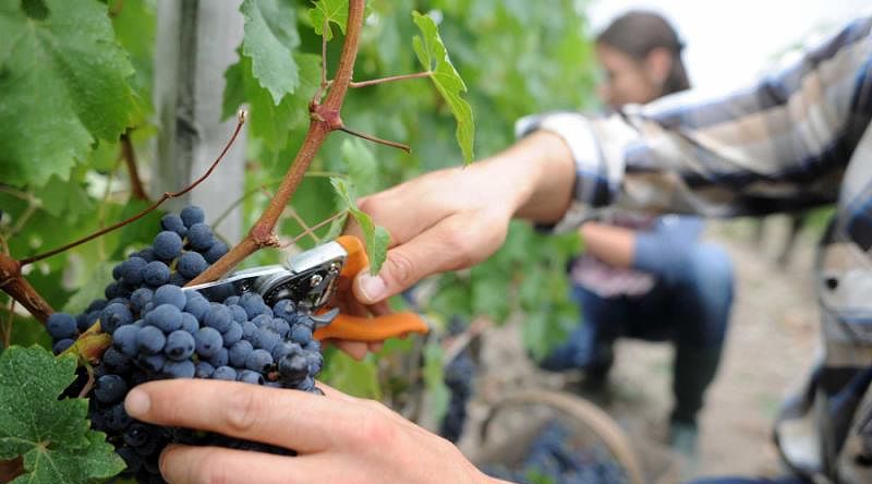 Grape harvest and wine festival Grape harvest and wine festival