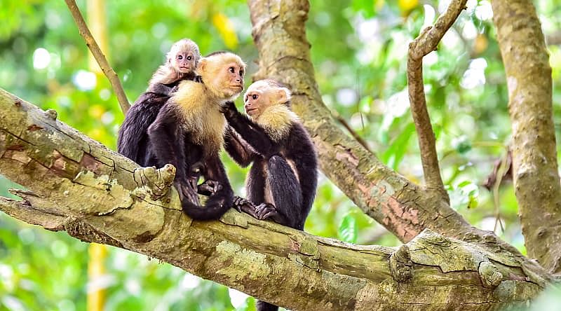 Family of capuchin monkeys in a tree