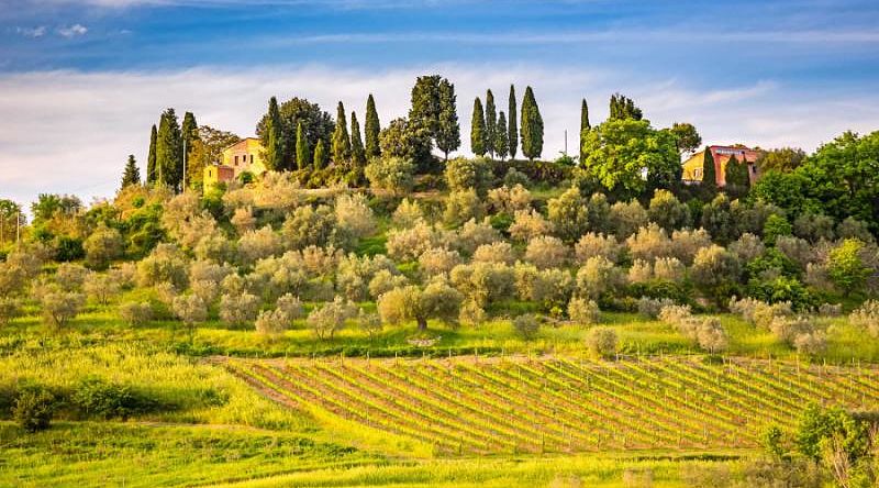 Tuscany landscape with vineyards and cypress trees in Italy Tuscany landscape with vineyards and cypress trees in Italy