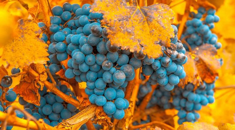 Grape bunch in a vineyard during autumn Grape bunch in a vineyard during autumn