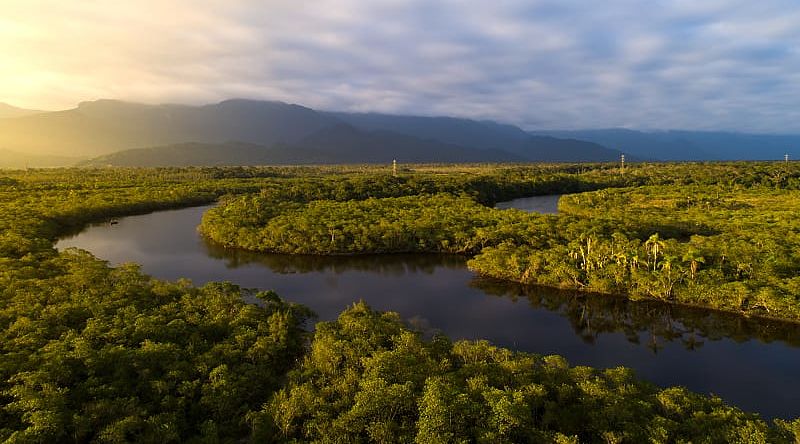 Amazon and Brazil's famous rainforests Amazon and Brazil's famous rainforests