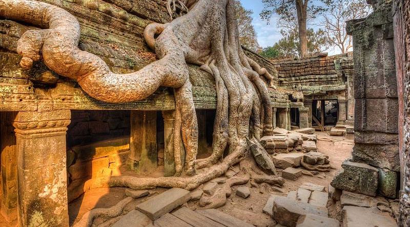 Banyan tree roots on temples in Siem Reap