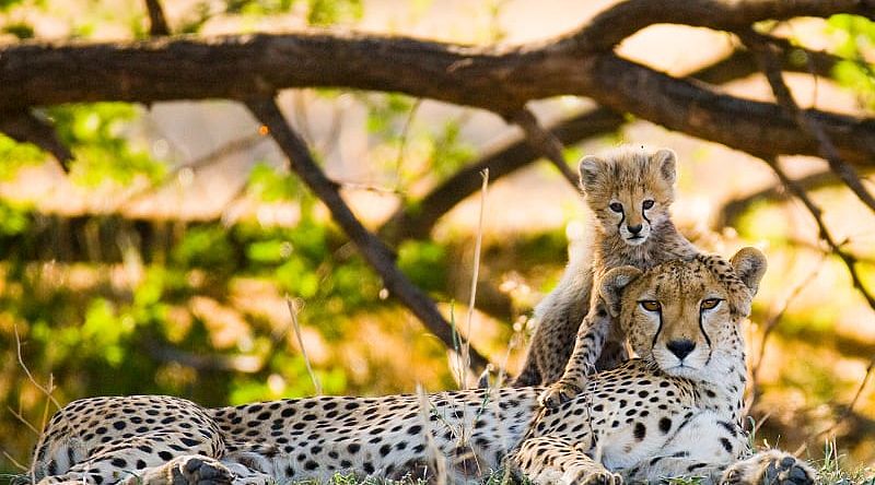 Mother Cheetah and her cub in the Savannah in Africa