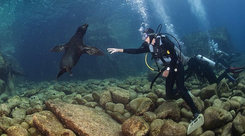 Galapagos Liveaboard Cruise: Diving & Land Excursions Galapagos Liveaboard Cruise: Diving & Land Excursions