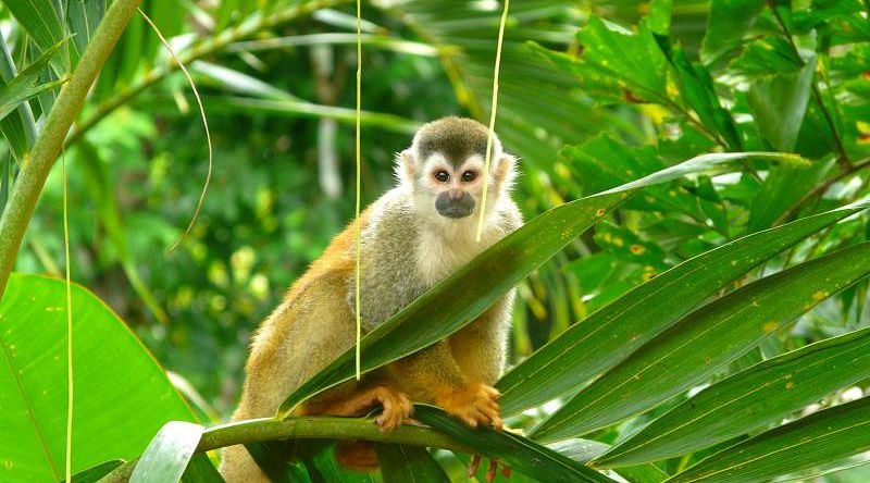 Costa Rica Monkey Tour: Luxury & Adventure Squirrel monkey in Manuel Antonio National Park in Costa Rica