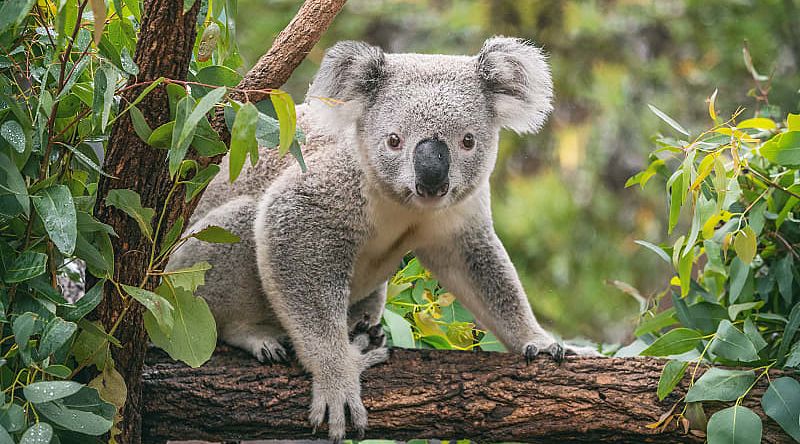 Koala in the Blue Mountains of Australia. Koala in the Blue Mountains of Australia.