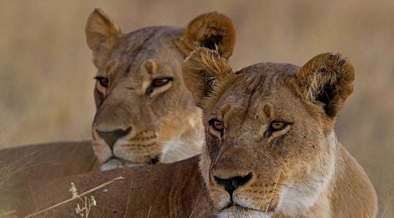 Two lions in Masai Mara National Reserve, Kenya Two lions in Masai Mara National Reserve, Kenya