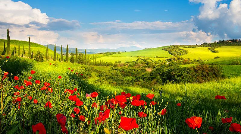 Tuscan landcape with green rolling hills, cypress trees and poppies