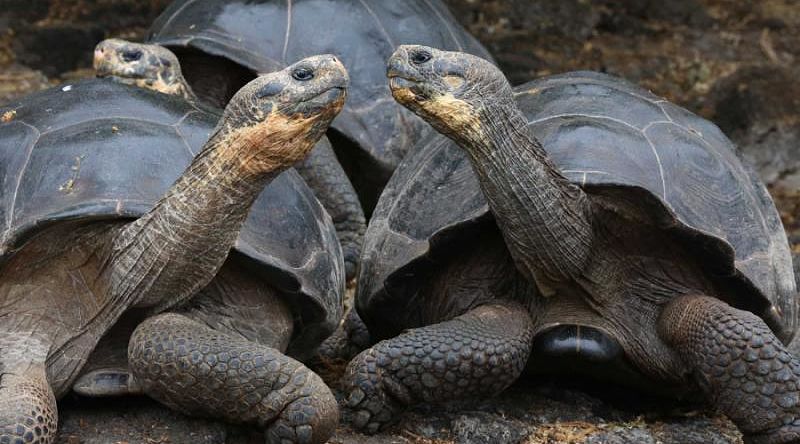 Giant tortoises in Galapagos Islands