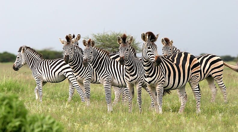 Herd of Burchell's zebras in Botswana