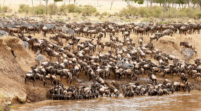 Great Migration in Serengeti National Park, Tanzania Great Migration in Serengeti National Park, Tanzania