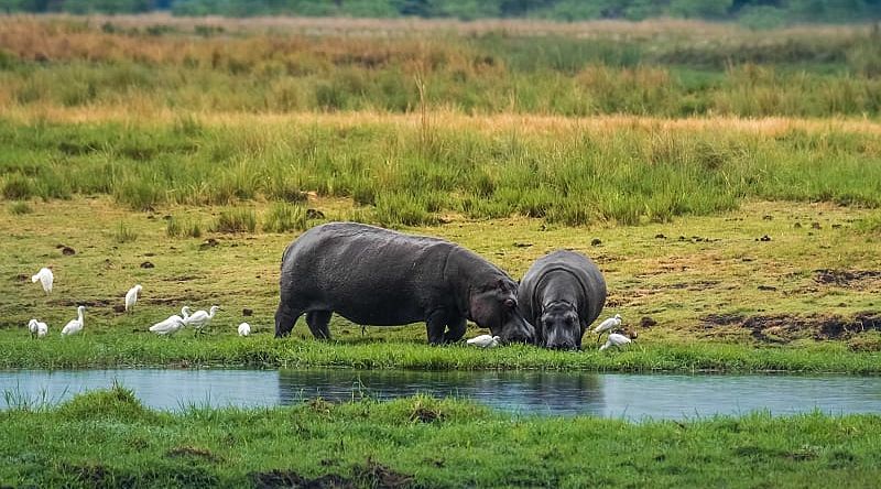 Hippos grazing on the shores of the Chobe river in Chobe National Park, Botswana. Hippos grazing on the shores of the Chobe river in Chobe National Park, Botswana.