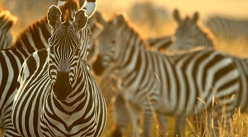 Masai Mara & Untouched Southern Kenya Safari: Ol Kinyei, Amboseli, Tsavo East