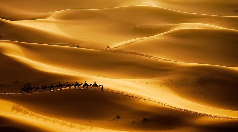 Camel caravan going through the sand dunes in the Sahara desert