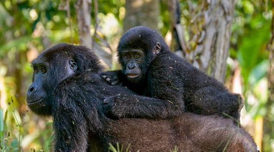 Mother and baby gorilla in Impenetrable Forest National Park