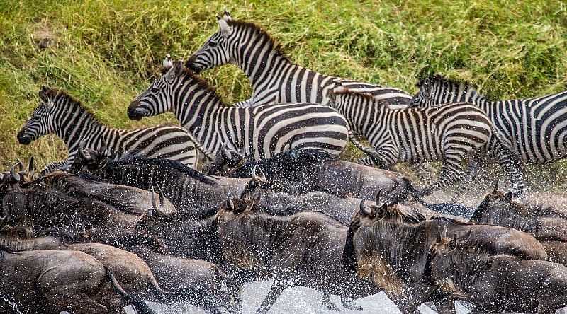 Great Migration, Serengeti National Park, Tanzania