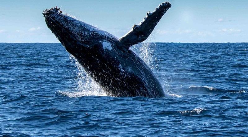 Whale Watching Tour in Iceland Whale Watching Tour in Iceland