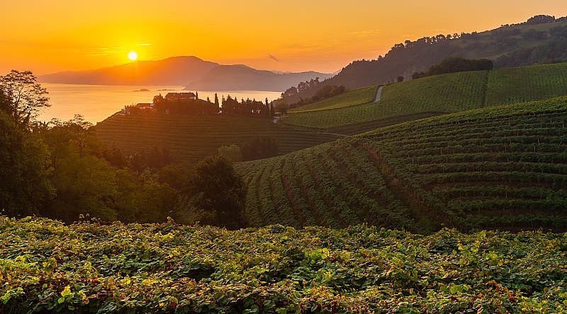 Vineyards at sunrise in Basque, Spain Vineyards at sunrise in Basque, Spain
