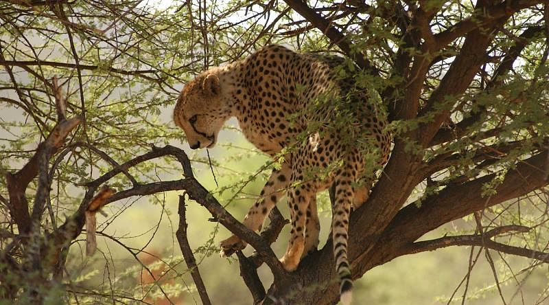 Adventures of Namibia Tour: Bushmen, Safari & Dunes Adventures of Namibia Tour: Bushmen, Safari & Dunes
