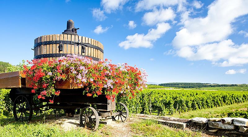 Vineyard of Cote de Beaune in Burgundy, France