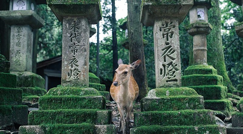 Deer walk around temples and parks in Nara, Japan