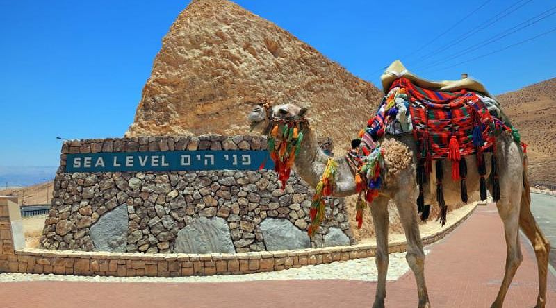 Decorated camel in Israel