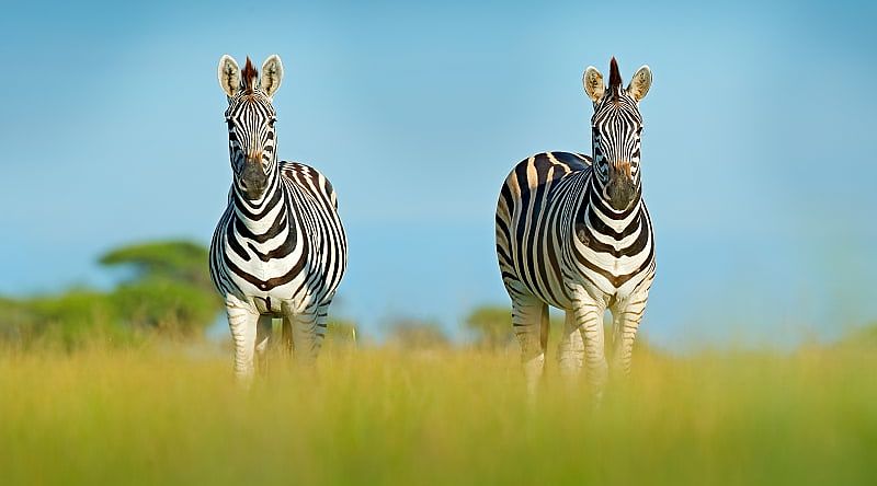 Zebras in the African savanna