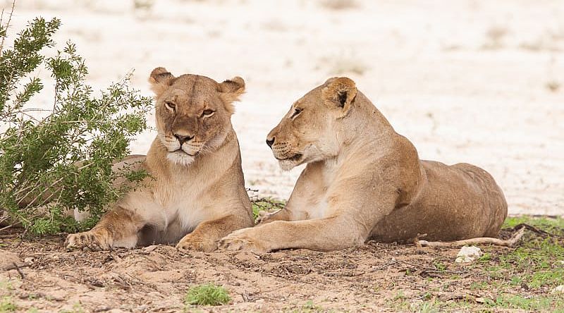 Lionesses at Kgalagadi Transfrontier Park, Botswana Lionesses at Kgalagadi Transfrontier Park, Botswana