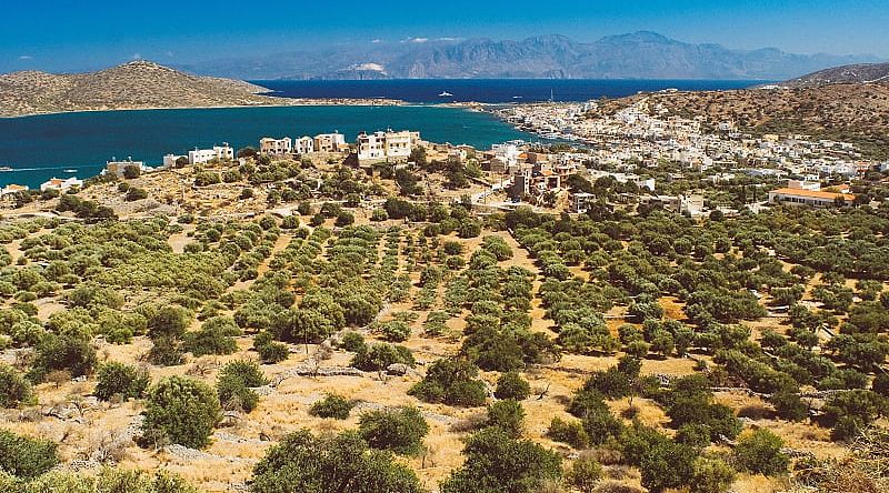 Olive groves of Crete, the largest island in Greece