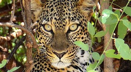 Leopard starring behind a bush in Africa Leopard starring behind a bush in Africa