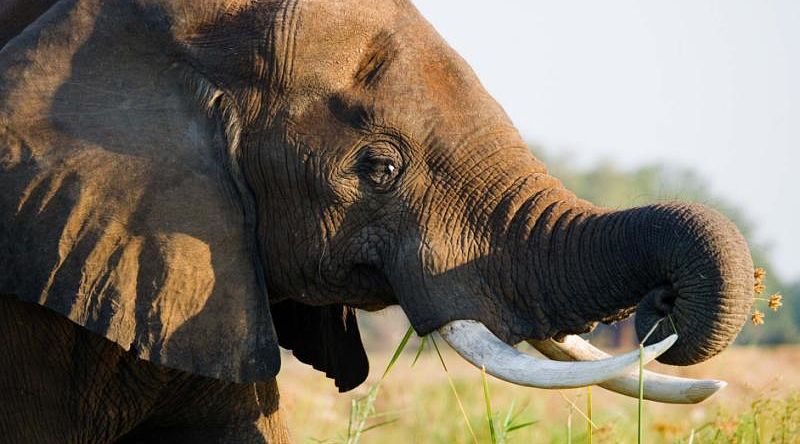 African elephant in Zambezi National Park