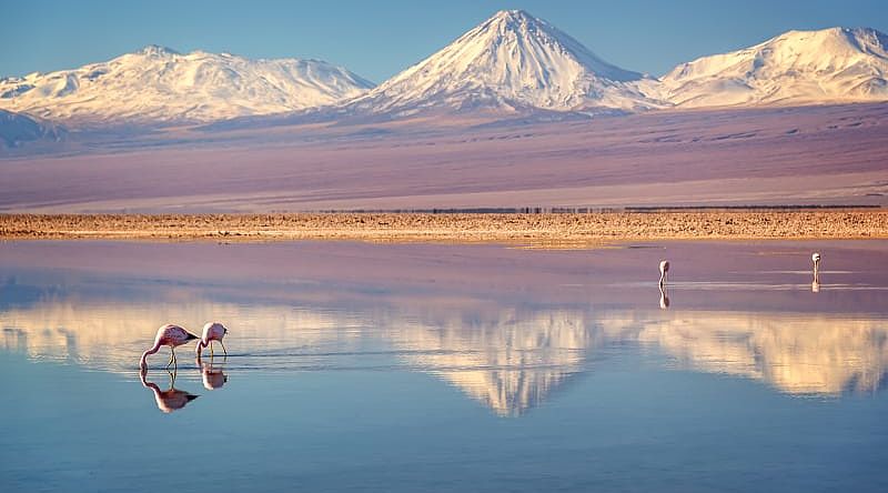 Pink flamingos in Chaxa Lagoon, Atacama, Chile Pink flamingos in Chaxa Lagoon, Atacama, Chile