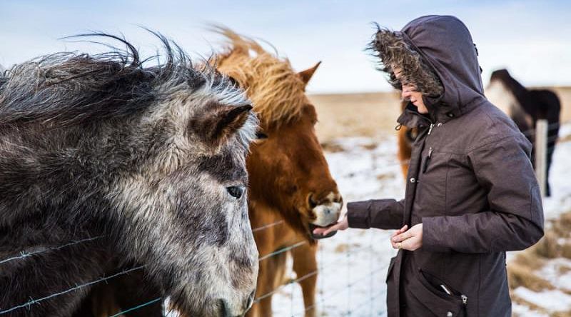 Woman feeding icelandic horses at a roadside farm