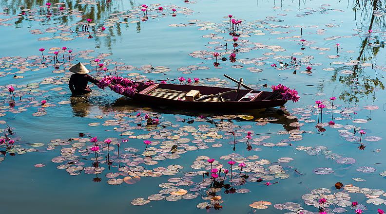 Boat on the Yen River, harvesting waterlilies in Ninh Binh, Vietnam