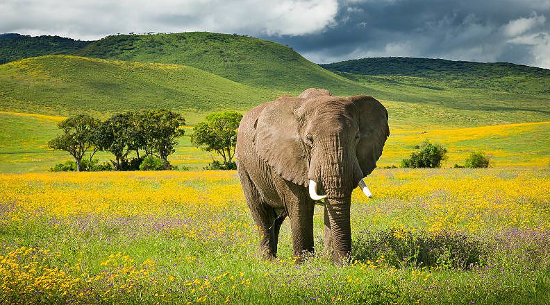 Elephant with wildflowers in the Ngorongoro crater, Tanzania