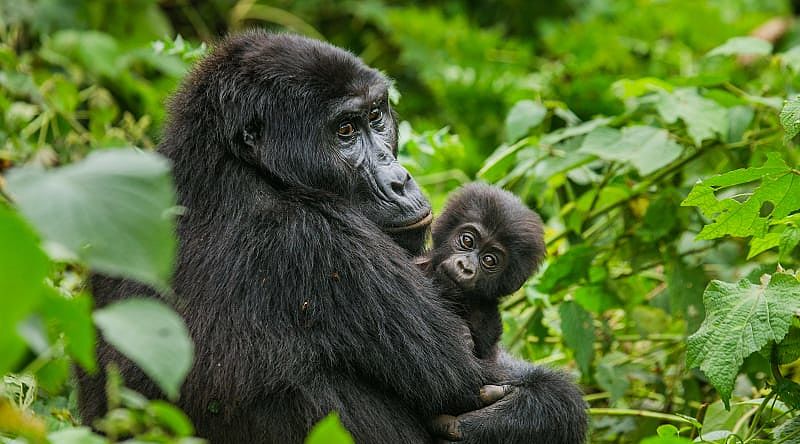 Female mountain gorilla with her baby in Bwindi Impenetrable Rainforest National Park, Uganda