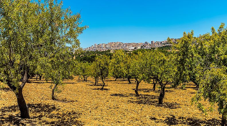 Olive grove in Sicily, Italy