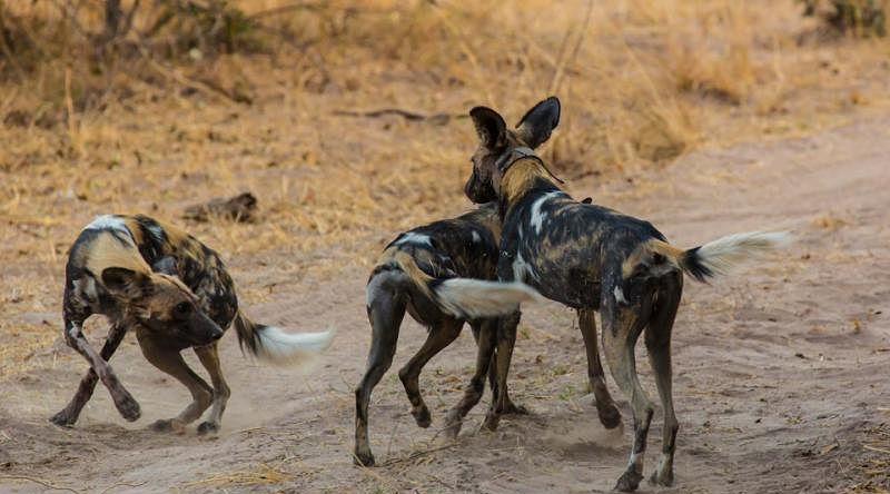 Wild dogs in South Luangwa National Park