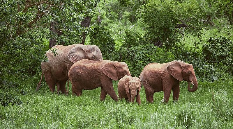 Elephants at Makalali Private Game Reserve in South Africa