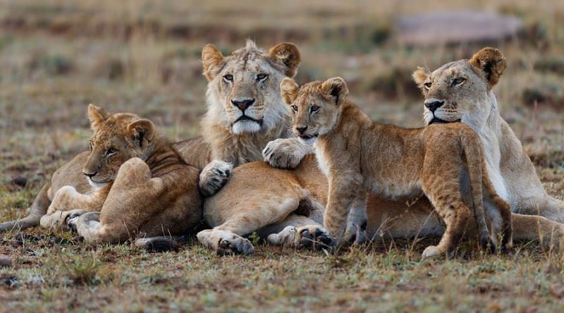 African lion family lying down together in Maasai Mara National Reserve, Kenya, Africa African lion family lying down together in Maasai Mara National Reserve, Kenya, Africa
