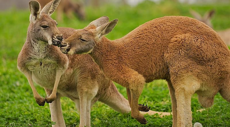 Kangaroo couple in the Australian outback Kangaroo couple in the Australian outback