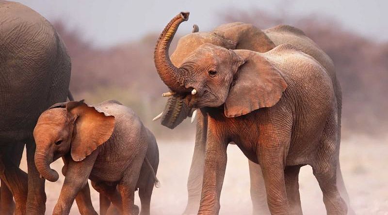 Elephant herd at Etosha National Park, Namibia Elephant herd at Etosha National Park, Namibia
