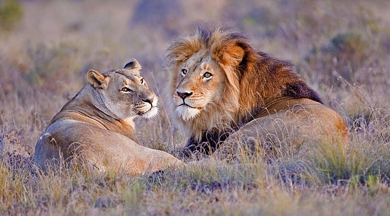 Lion couple lounging in the grass Lion couple lounging in the grass