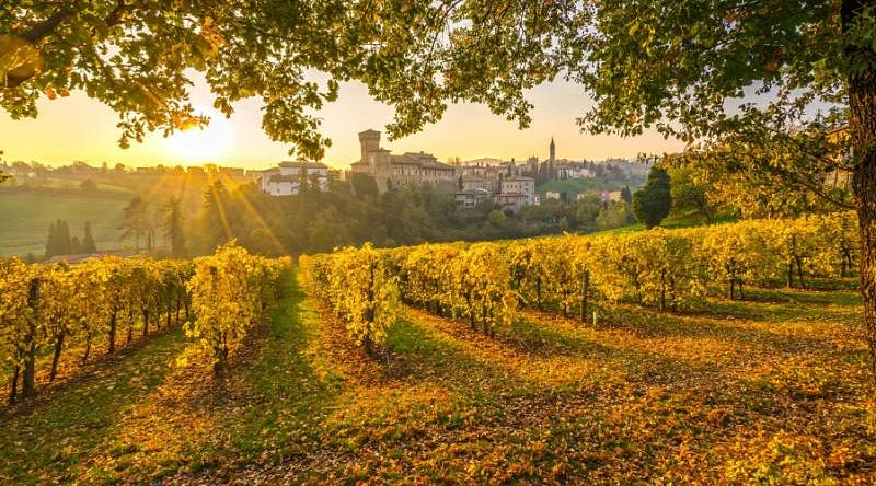 Beautiful vineyard in Emilia Romagna, Italy Beautiful vineyard in Emilia Romagna, Italy