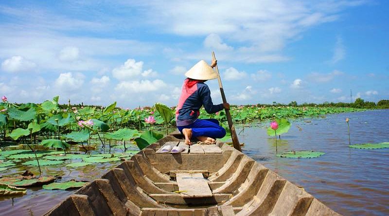 Vietnamese woman rowing the row boat to pick lotus flower, Mekong Delta river