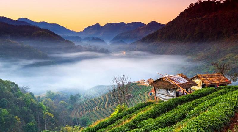 Tea plantation in Doi Ang Khang, Thailand.