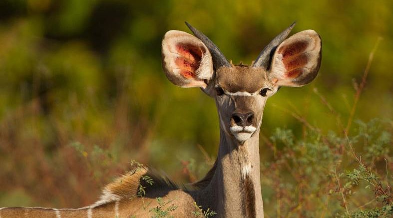 Young male kudu at Mana Pools National Park Young male kudu at Mana Pools National Park