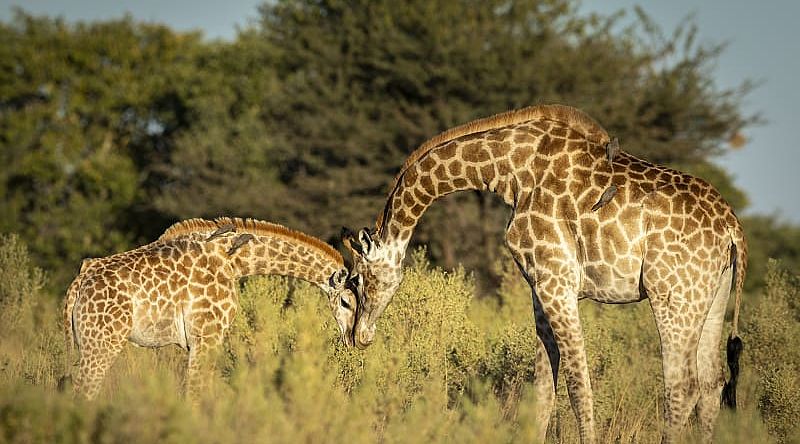 Exclusive Okavango Land & Water Safari - Giraffe nuzzling her calf in Moremi Game Reserve